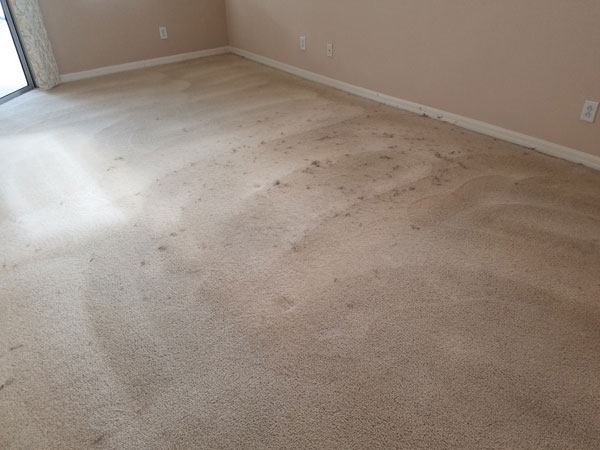 Carpet Before Grooming of Cat Hair